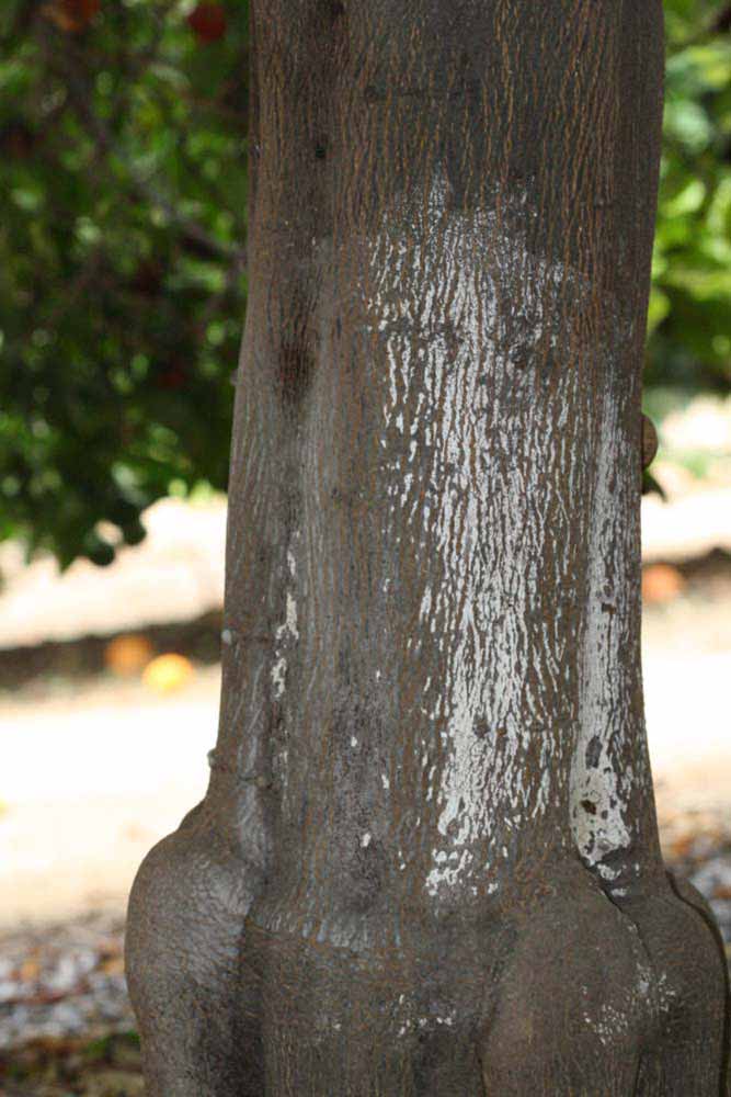              Bark (Kinokuni, Riverside, CA)       